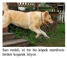 Visual overview of TasvirEt: A Benchmark Dataset for Automatic Turkish Description Generation from Images